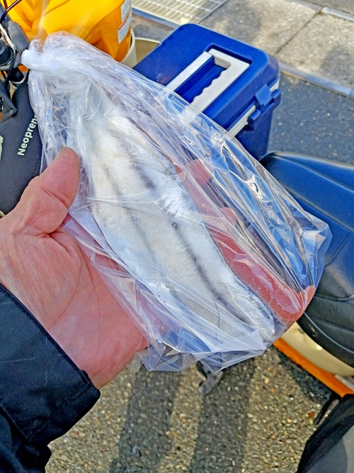 もう少ししたら 初ガツオの季節ですね もう少ししたら 初ガツオの季節ですね