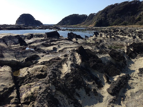 岩ノリ採ってきた