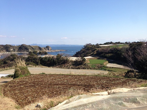 岩ノリ採ってきた