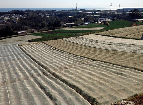 岩ノリ採ってきた