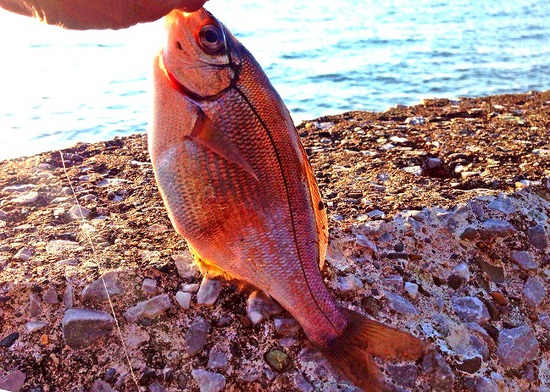近所の海が 奪われてしまいましたね 近所の海が 奪われてしまいましたね