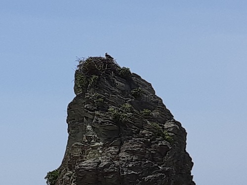 鷹の巣 鷹の巣
