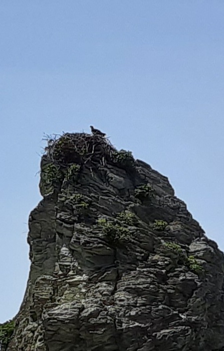 鷹の巣 鷹の巣