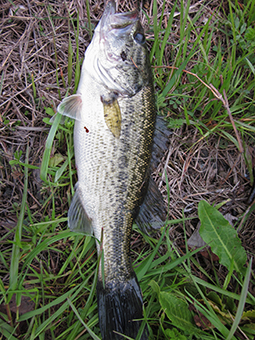 【釣行】春らしい釣果! 【釣行】春らしい釣果!
