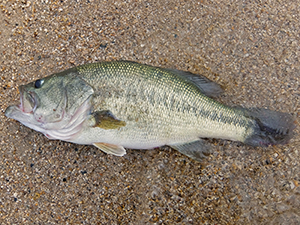 【釣行】駄目元だとしても 【釣行】駄目元だとしても