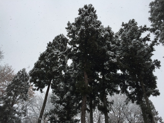 プチ雪中キャンプ?! キャンプアンドキャビンズ 2016.11.23~24 プチ雪中キャンプ?! キャンプアンドキャビンズ 2016.11.23~24