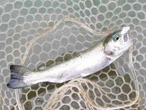 これは釣れそうだ! これは釣れそうだ!