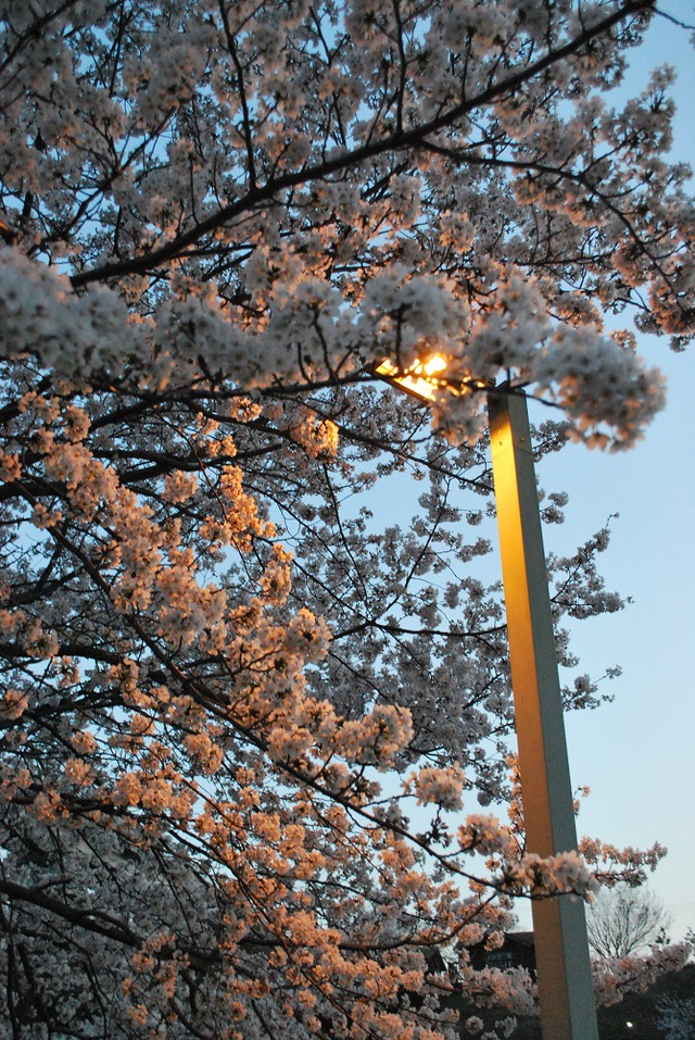 灯が桜を照らして・・。 灯が桜を照らして・・。