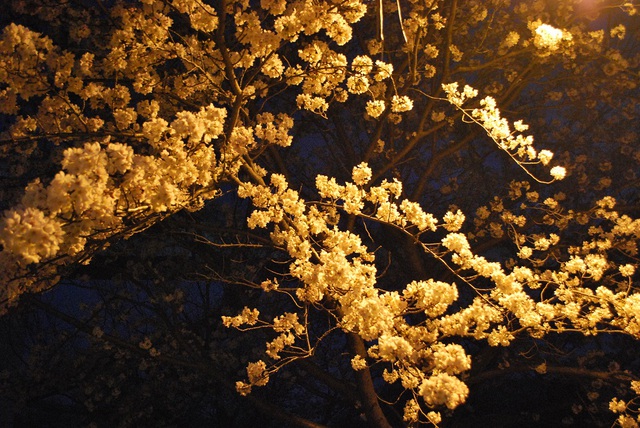 夜桜 夜桜