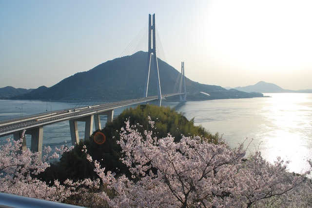 朝日と桜と多々羅大橋 朝日と桜と多々羅大橋
