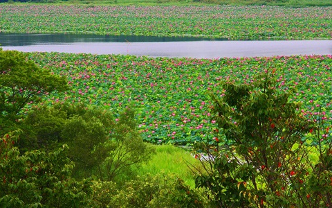 蓮沼