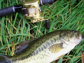 【道具】shimano CALCUTTA CONQUEST
