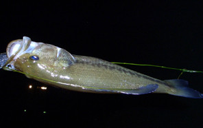 【釣行】リベンジ成功。