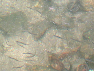 【釣行】釣り人は多い