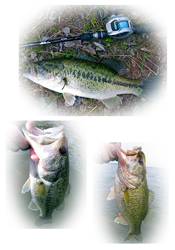 【釣行】数は釣れます