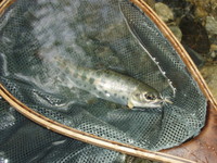 ヤマメ16cm