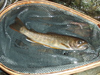 イワナ19cm