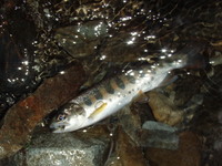 ヤマメ19cm