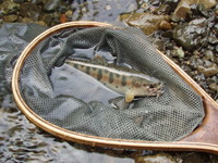 ヤマメ19cm