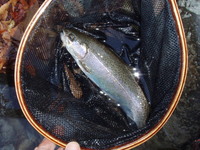 沈めて釣れるかな?