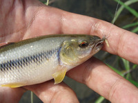 カワムツ:ほぼ成魚