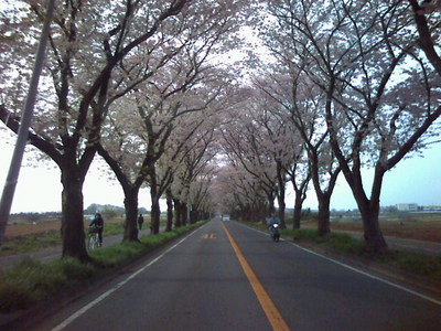 海軍道路の。