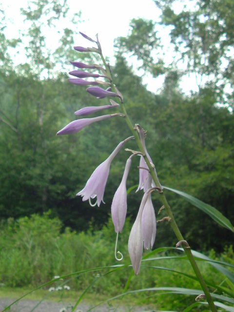 なんの花ですかね?場内いたるところに咲いてました