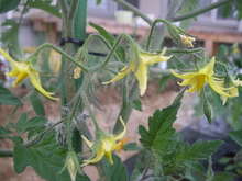 菜園生活 Ⅱ