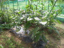 菜園生活 Ⅲ
