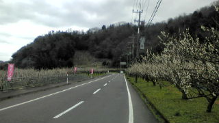 またまた雪です・・・・・