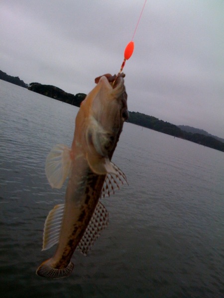 今年最後の釣り　湖・池・海