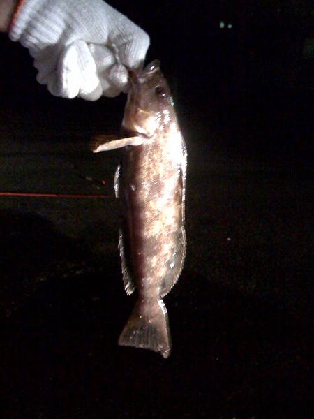 釣りバカ