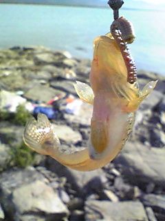 ハゼ釣り in 石巻