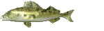 X-30