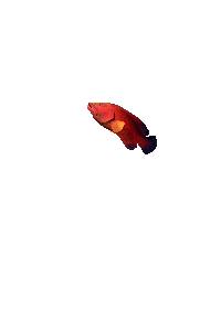 おさかな、お魚、お肴?