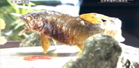 料理人の鮎