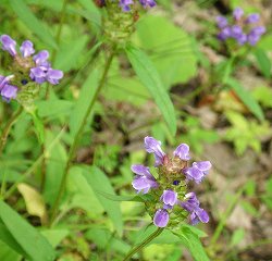 めえめえ牧場で「壱」