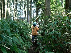 金剛山・郵便道3(下山)