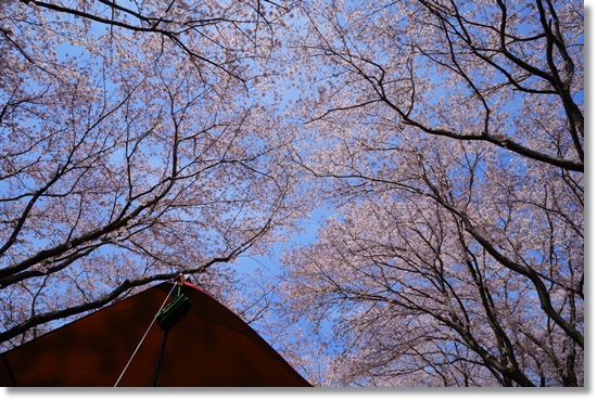 今年はお花見三昧！桜舞う中でのデイキャンは最高でした！！「上大島キャンプ場」