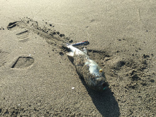 徳島の某サーフからジグサビキに挑戦する 徳島の某サーフからジグサビキに挑戦する