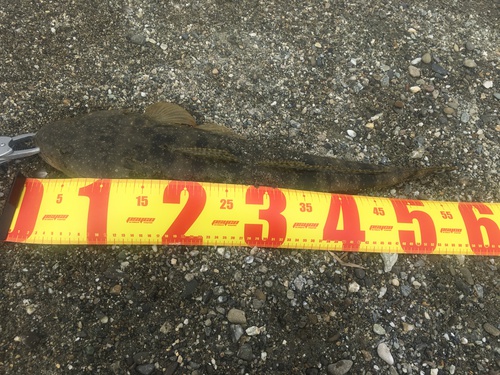 吉野川汽水域でカヤック4艇出撃して 吉野川汽水域でカヤック4艇出撃して