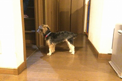 里親犬の様子(1ヶ月後) 里親犬の様子(1ヶ月後)