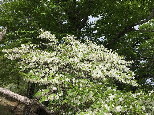 久しぶりに2週連続登山したぜ~ 行者還岳 96 久しぶりに2週連続登山したぜ~ 行者還岳 96