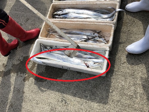 2週連続船釣り 2週連続船釣り