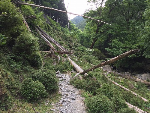 登山再開かも!! 明神平 98 登山再開かも!! 明神平 98