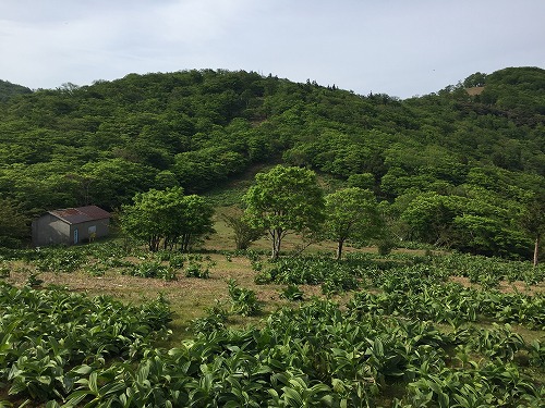 登山再開かも!! 明神平 98 登山再開かも!! 明神平 98