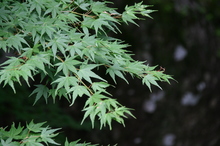 山伏オートキャンプ場