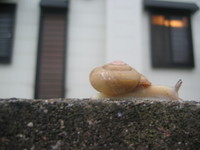 かたつむり