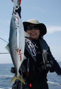 敦賀沖Bigfin Squidのハマチ