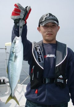 敦賀沖Bigfin Squidのハマチ